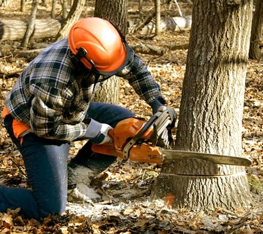 Tree Removal in Piercy, CA